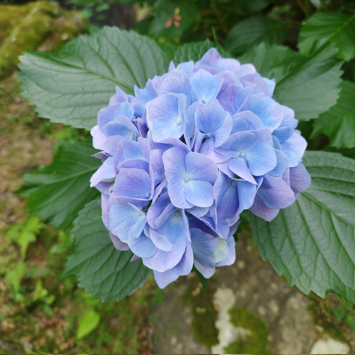 777techichi777's tweet photo. ちょっと前になっちゃうけど…とっても綺麗な紫陽花を見れたので🤍
夏はなかなかお花を見に行ける機会がないけど、チャンスを見つけて また素敵なお花 探しに行きたいな〜 https://t.co/GWQsdyW4I9