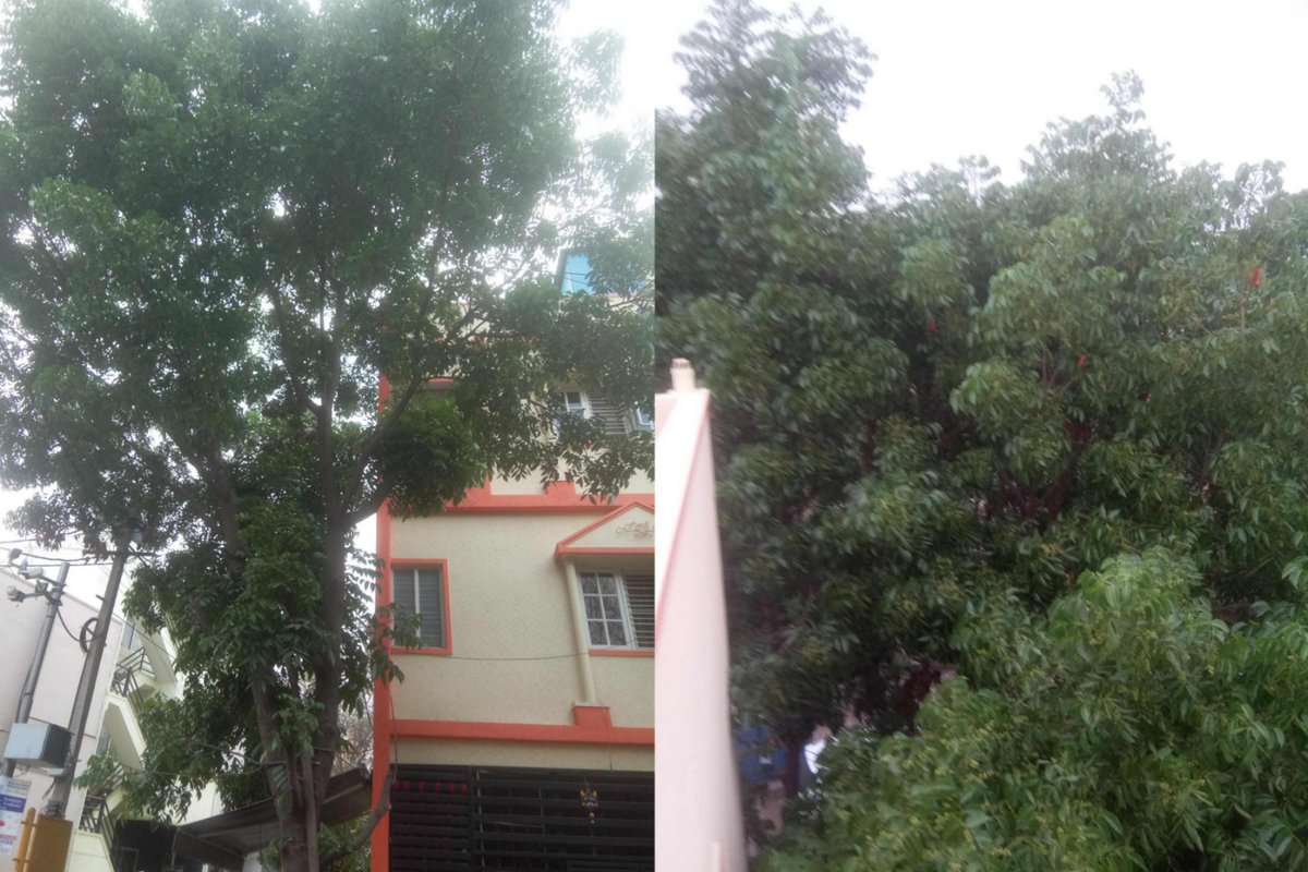 parimasay's tweet photo. @BNCCofficial The Forest Department of BNCC should urgently trim roadside tree branches in OMBR Layout, as they pose a danger to the public. Some branches are hanging over internet cables and could fall at any moment. Avoid dangerous consequences,please trim these branches ASAP https://t.co/4yTrLuxf1O