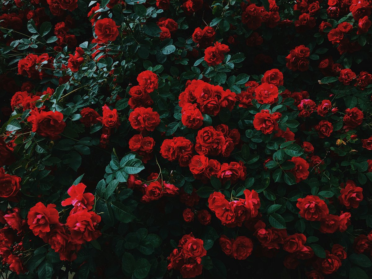 SArenakeri0206's tweet photo. Blooming with beauty, one petal at a time. 🌹✨ https://t.co/ufVsahfJUv