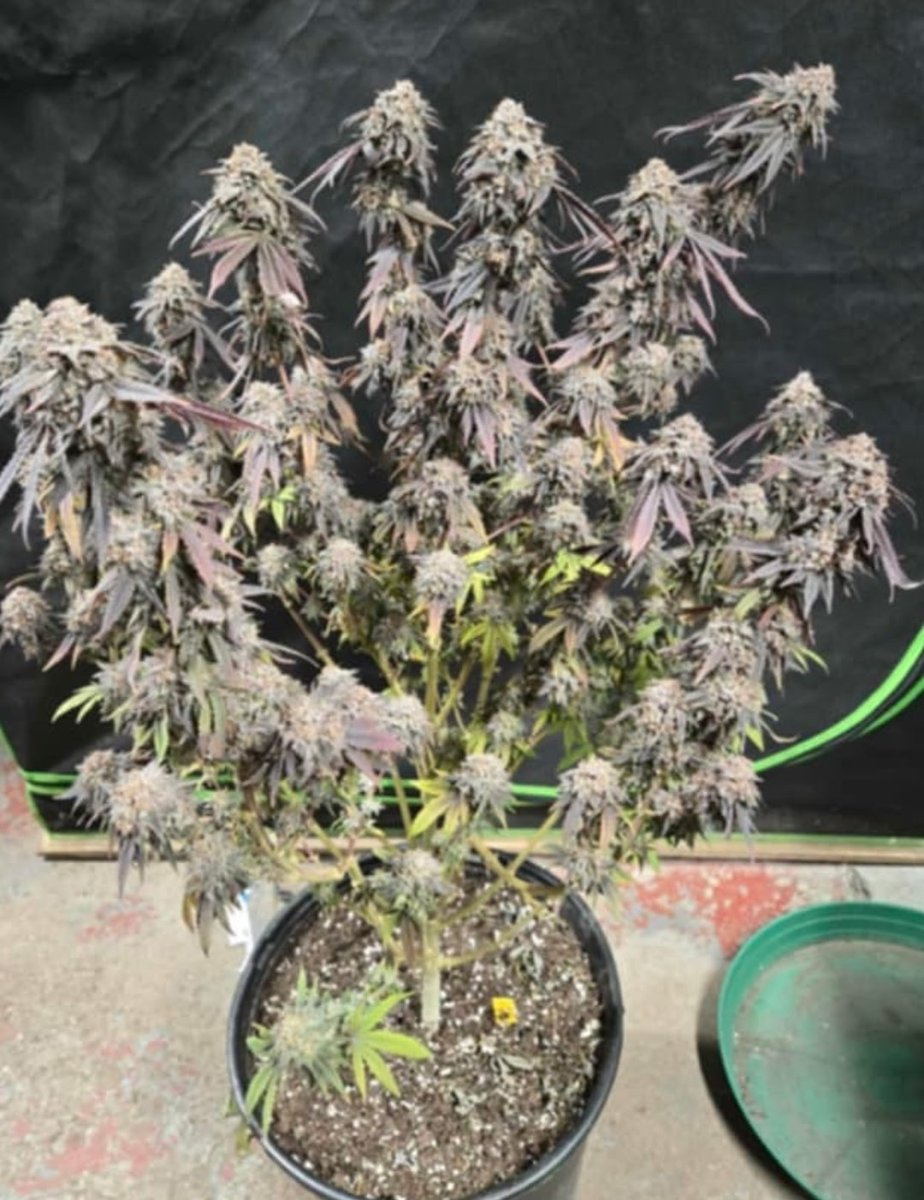 tigerautoflower's tweet photo. Coffin Candy x The Scrooge Photo https://t.co/Kk45I7Tnkd