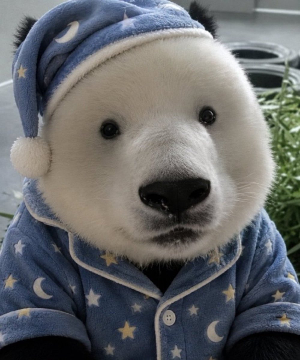 pendusol_'s tweet photo. comfy gang https://t.co/Dtb1MHgUVP