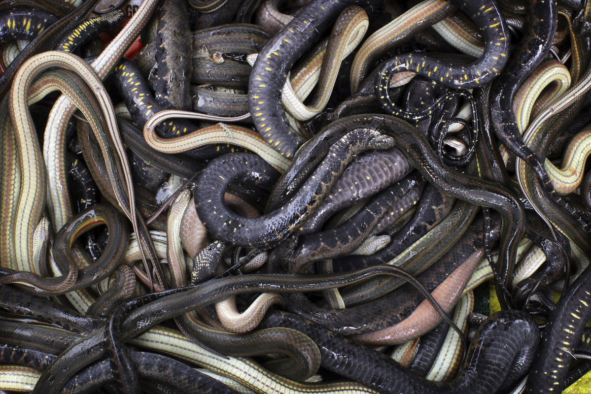 Complex's tweet photo. U p to 900 snakes escaped from a breeding farm after floodwaters swept through southern China. 

Officials said some of the escaped snakes are venomous cobras, one person was reportedly hospitalized after a bite, and residents have been told to report sightings instead of trying to catch them.

[📸: GETTY, via @people ]