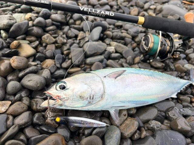 フィッシング遊 公式 (@fishing_you_) / Posts / X
