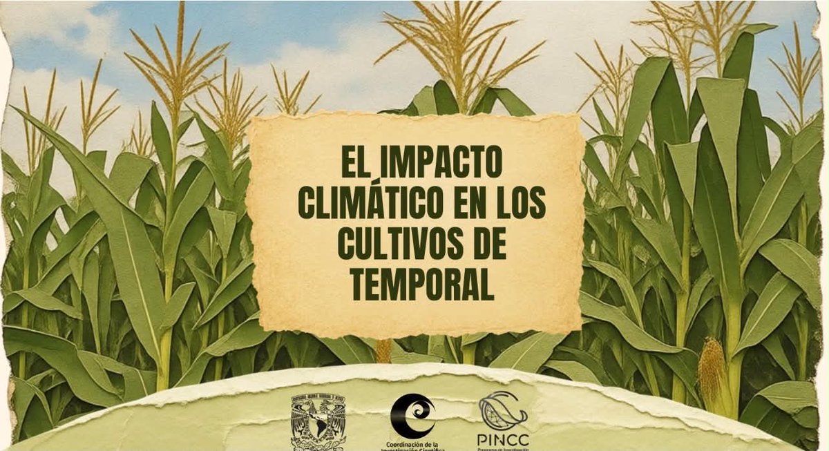 UNAM_PINCC's tweet photo. ¿Sabías que gran parte de lo que comes depende de la lluvia? 🌧️ En México, cultivos de maíz o frijol peligran por sequías y lluvias extremas que amenazan el sustento de miles 🌱 ¿Qué acciones urgen ante el cambio climático? 🌡️Hilo 👇🏻
#SeguridadAlimentaria #UNAM #PINCC https://t.co/2fkrLAYFbA