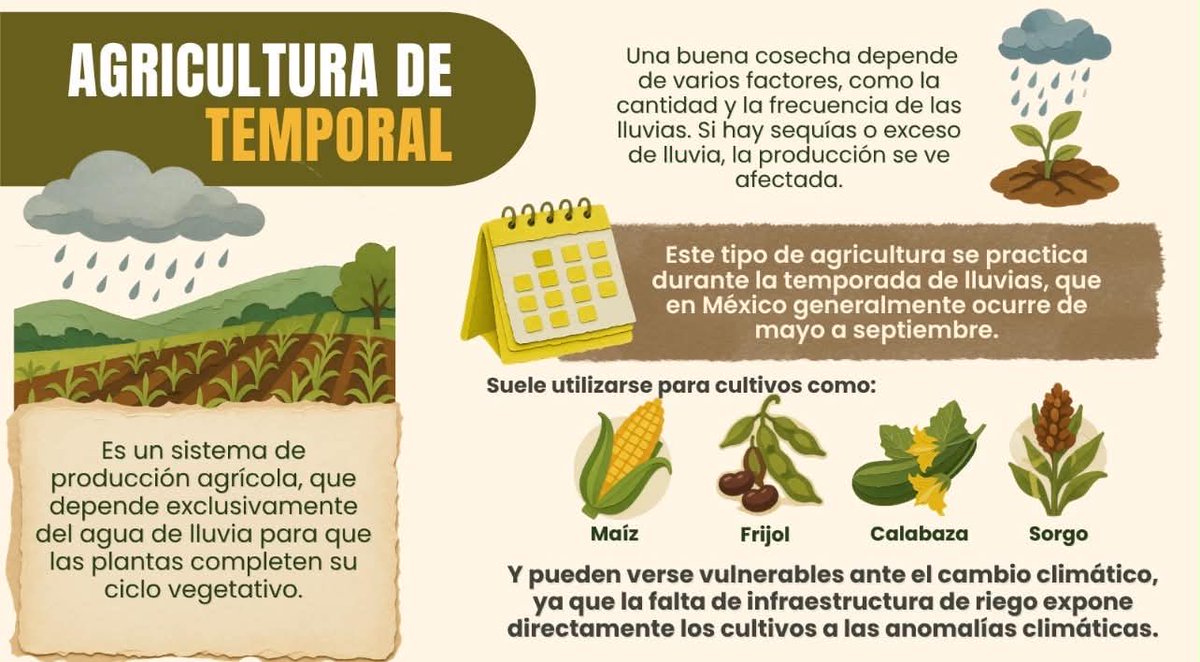 UNAM_PINCC's tweet photo. ¿Sabías que gran parte de lo que comes depende de la lluvia? 🌧️ En México, cultivos de maíz o frijol peligran por sequías y lluvias extremas que amenazan el sustento de miles 🌱 ¿Qué acciones urgen ante el cambio climático? 🌡️Hilo 👇🏻
#SeguridadAlimentaria #UNAM #PINCC https://t.co/2fkrLAYFbA