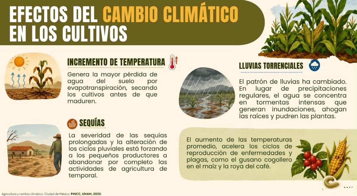 UNAM_PINCC's tweet photo. ¿Sabías que gran parte de lo que comes depende de la lluvia? 🌧️ En México, cultivos de maíz o frijol peligran por sequías y lluvias extremas que amenazan el sustento de miles 🌱 ¿Qué acciones urgen ante el cambio climático? 🌡️Hilo 👇🏻
#SeguridadAlimentaria #UNAM #PINCC https://t.co/2fkrLAYFbA