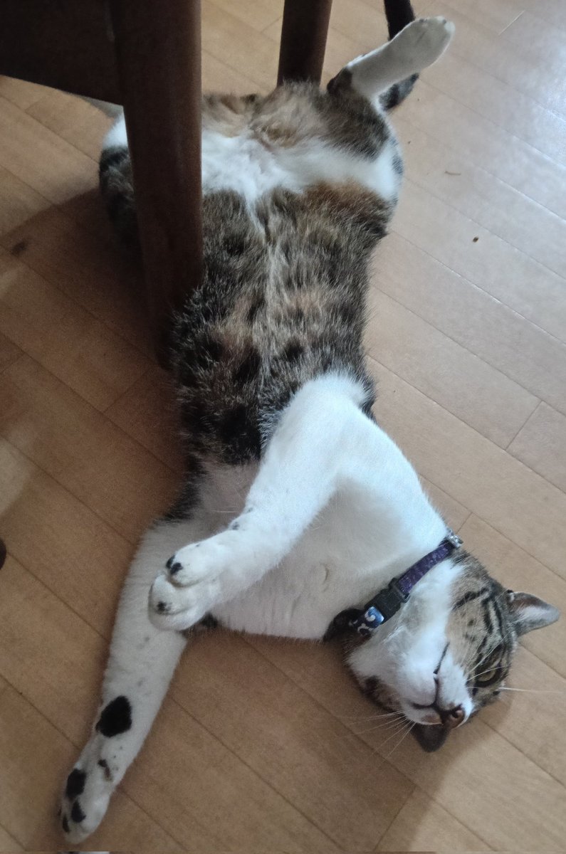 Br8i6e's tweet photo. それは流石にだらしない🐱 https://t.co/TABDE9wzYe