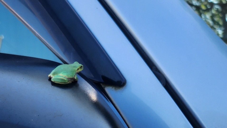 SoltsWater's tweet photo. カエル ぴょこぴょこ 3ぴょこぴょこぉ〜🐸 https://t.co/BdMPlGRdkd