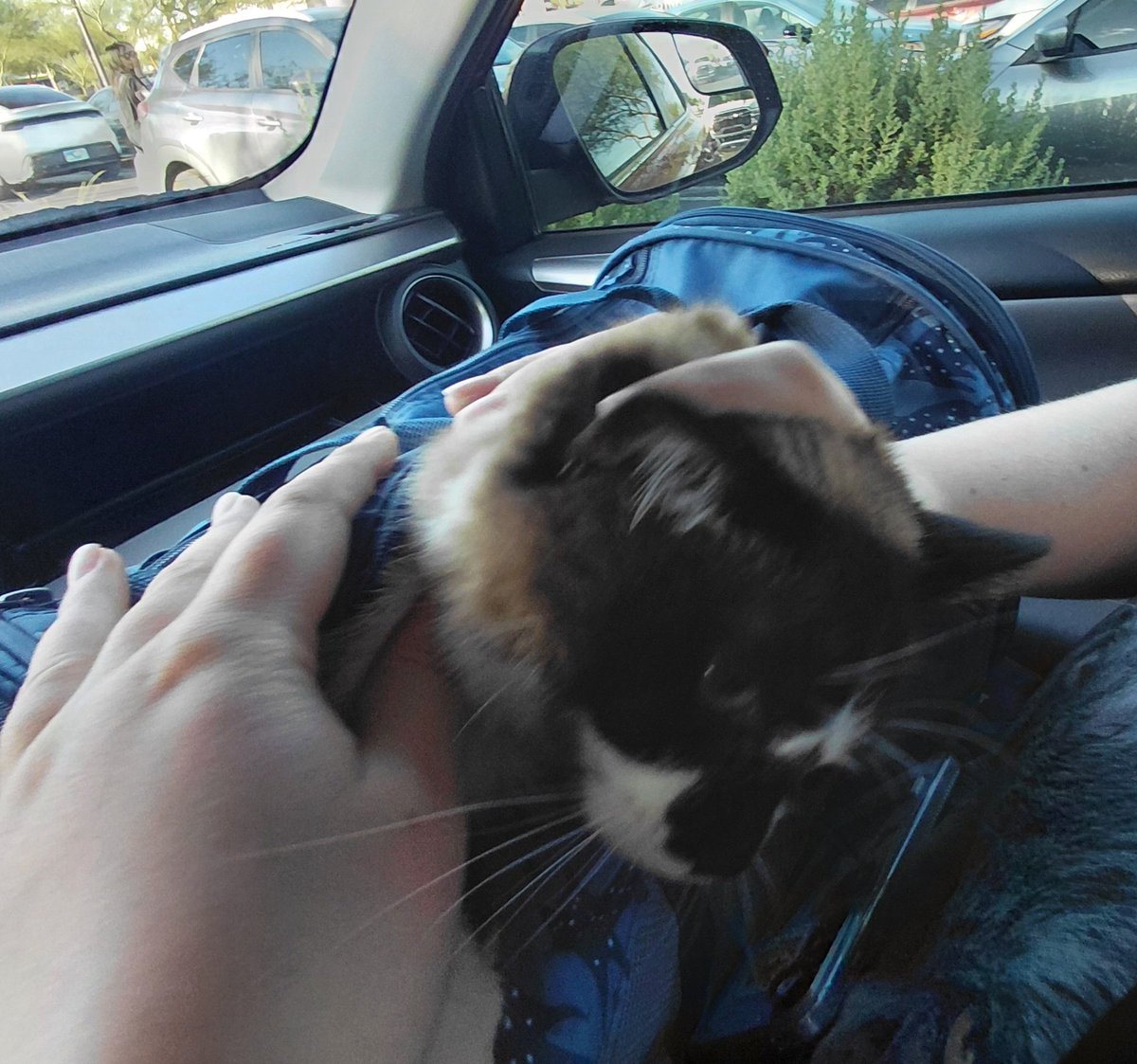 c0dienescene's tweet photo. caitlins attempts at keeping nala in her carrier the other day https://t.co/ZMbil9dMaM
