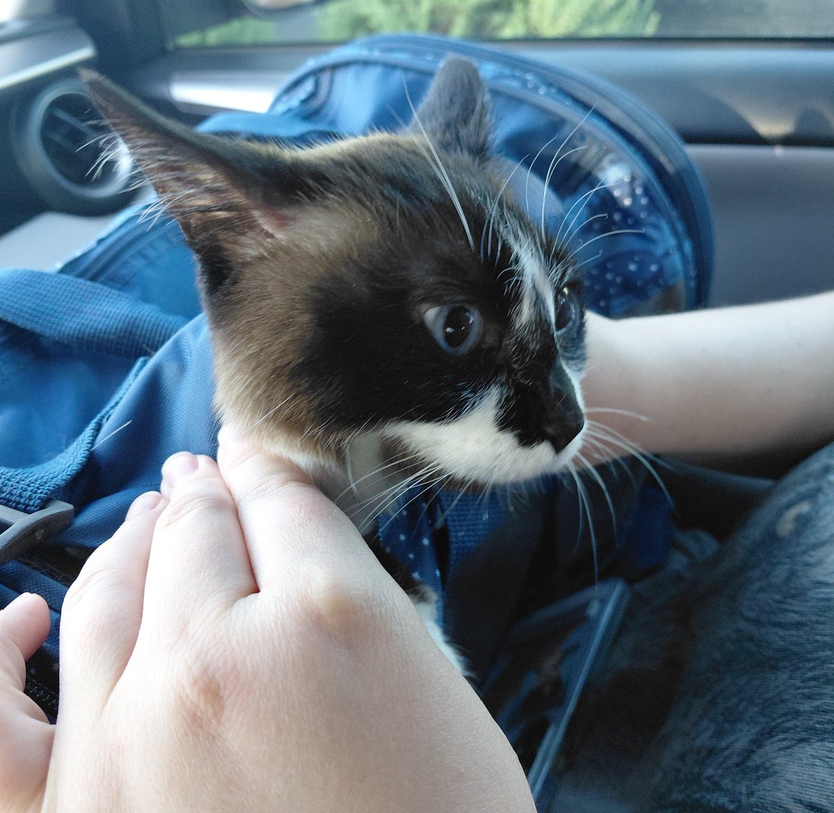 c0dienescene's tweet photo. caitlins attempts at keeping nala in her carrier the other day https://t.co/ZMbil9dMaM