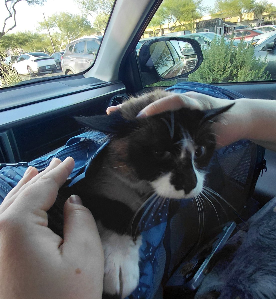 c0dienescene's tweet photo. caitlins attempts at keeping nala in her carrier the other day https://t.co/ZMbil9dMaM