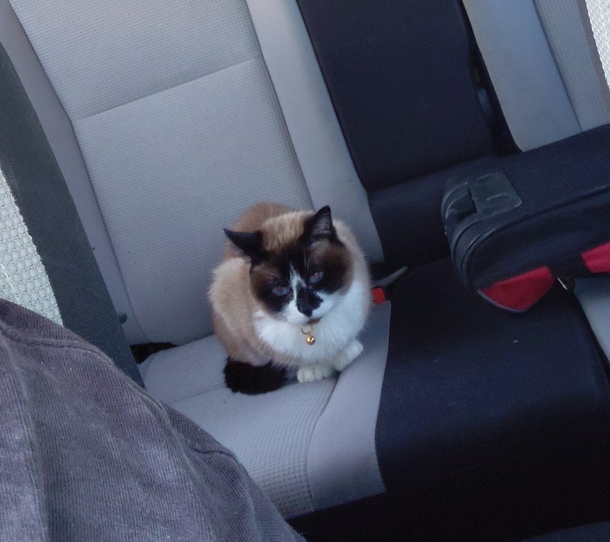 c0dienescene's tweet photo. caitlins attempts at keeping nala in her carrier the other day https://t.co/ZMbil9dMaM