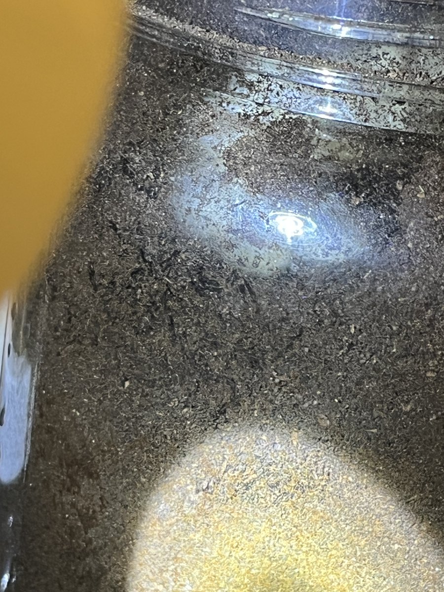 Huumin___'s tweet photo. 上2枚) ブルーマイスターツヤ幼虫　右下)高砂ノコ雄　左下) 奄美ノコ長雲峠雄　月曜日に撮りました ブルマイは珍しくマット上近くにいました　いつもはボトル中央部に空洞を作っています　これまでに2度マットを追加しましたが、すぐに周囲のマットを食べて大きな穴が出来ます　いま外はとても暑いです https://t.co/1DPTDJItyE