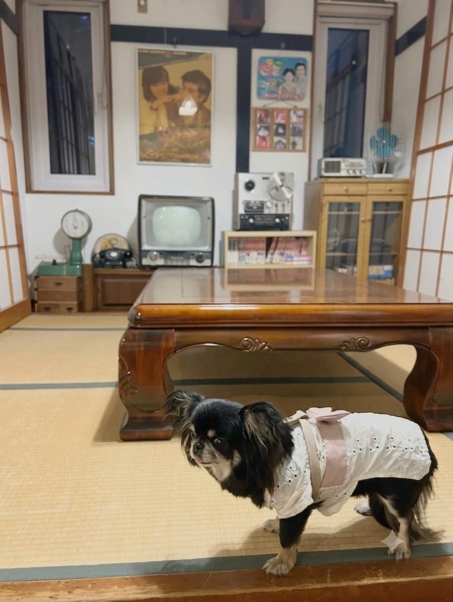 caltaro1208's tweet photo. 昭和レトロのペット宿ペルメルさんに行って来ました😆シリーも昭和の犬のよう🐶 https://t.co/QddtnvCMzp