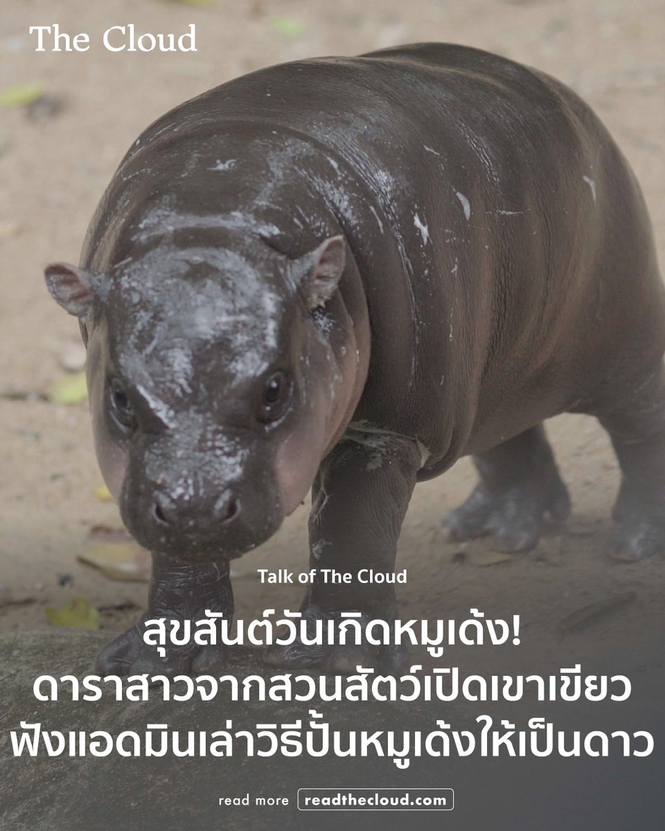readthecloud's tweet photo. Happy Birthday หมูเด้ง! หมูเด้งตัวกลม ๆ ในวันนั้น ตอนนี้ 2 ขวบแล้วนะ

ก่อนจะไปฉลองวันเกิดเซเลปเขาเขียวกันในวันที่ 10 กรกฎาคมนี้ รายการ Talk of The Cloud เคยพาไปส่องกรงฮิปโปแต่เช้าตรู่ (ก่อนหมูเด้งตื่น!) และชวน 4 แอดมินผู้อยู่เบื้องหลังในการปั้นสัตว์ให้เป็นเซเลบมาพูดคุยกัน

ทั้งอรรถพล หนุนดี Zookeeper ผู้ดูแลหมูเด้ง เจ้าของเพจ ขาหมู แอนด์เดอะแก๊ง, ปิยะพงษ์ ชิณเดช แห่งเพจ ZOO 101, อารีรัตน์ ทับทิม แห่งเพจ EDU zoo say และ วณพล อินทร์สุวรรณ หนึ่งในแอดมินเพจหลักของ สวนสัตว์เปิดเขาเขียว Khao Kheow Open Zoo โดยพวกเขาจะเล่าตั้งแต่จุดเริ่มต้นของการทำเพจ ไปจนถึงวิธีปลุกปั้นและสร้างคอนเทนต์

รับชมที่ https://t.co/Izf4cRo9ic
และอ่านได้ที่ https://t.co/sS1KGee78l

#readthecloud #TheCloud #TalkofTheCloud #Zookeeper #MooDeng #สวนสัตว์เปิดเขาเขียว #ชลบุรี #หมูเด้ง #ฮิปโปแคระ