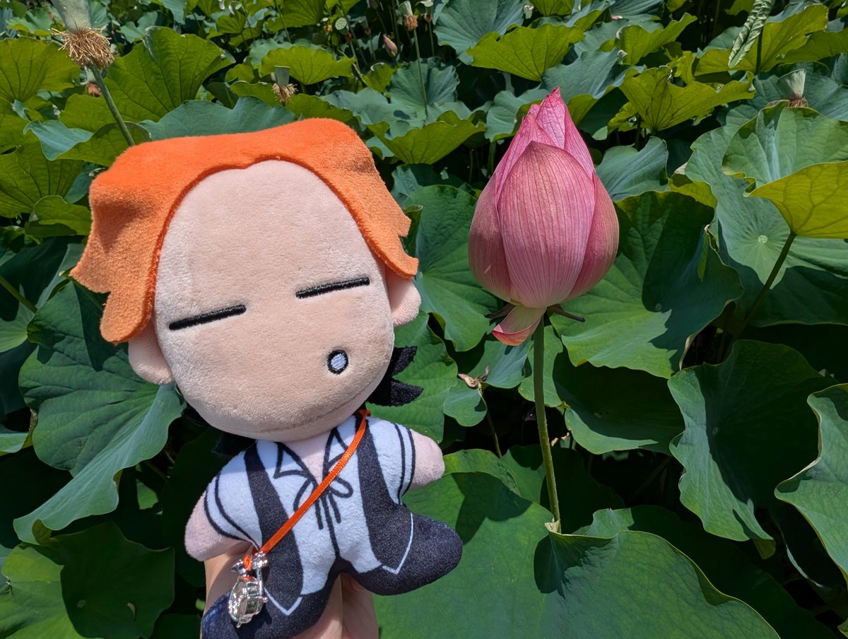 yasu_845's tweet photo. 久々に蓮池へ
#淳士くんとおでけけ https://t.co/ctkcL0kf7I