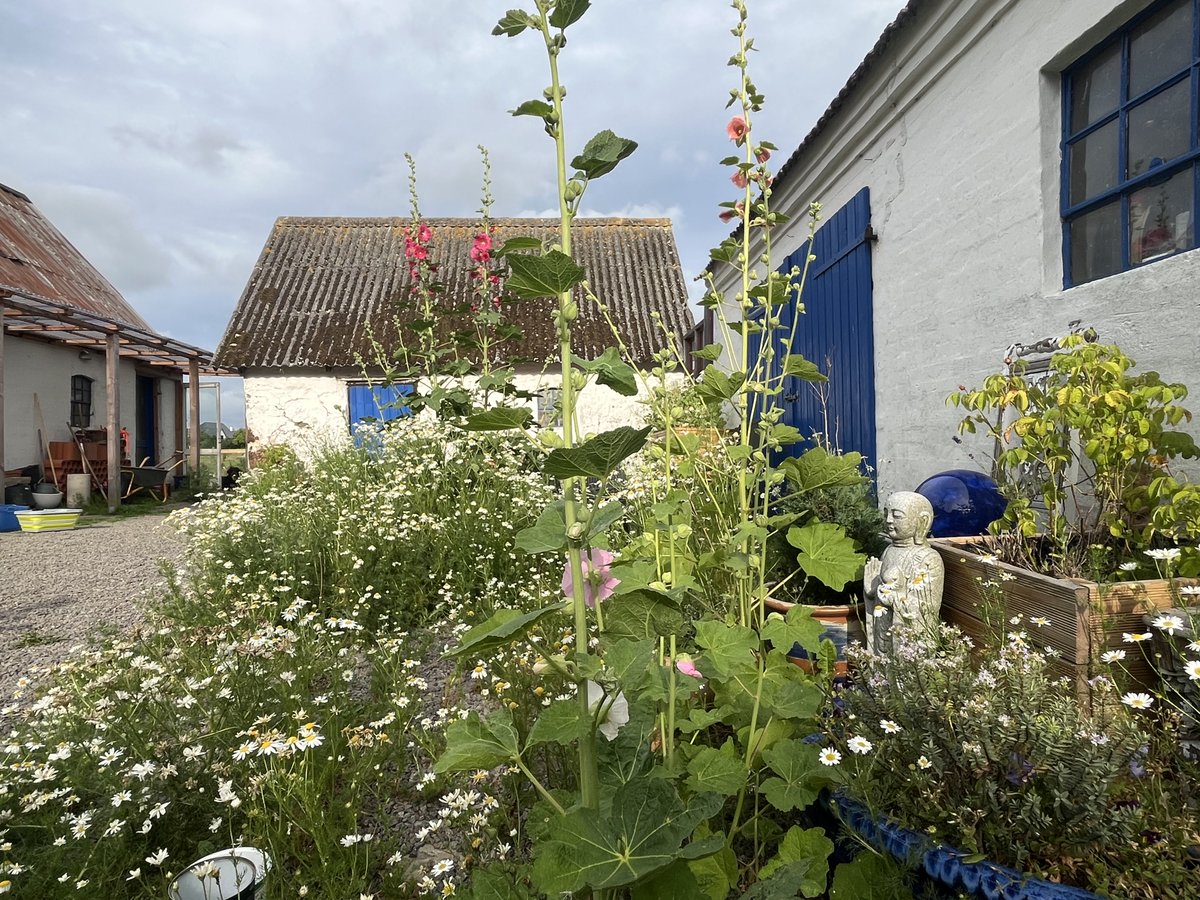AnnieSBornholm's tweet photo. Godmorgen fra øen🌺Heute gibt es Morgengrüße aus dem Garten☀️Es wächst🙌Nach der Morgenroutine (spielen, gehen, füttern, Hühnis versorgen) gibt es nun einen schönen Kaffee im Hof und danach geht’s in den Baumarkt. Habt einen schönen Donnerstag, ihr Lieben und bleibt leuchtend 💫 https://t.co/I5Gc4PGUaM
