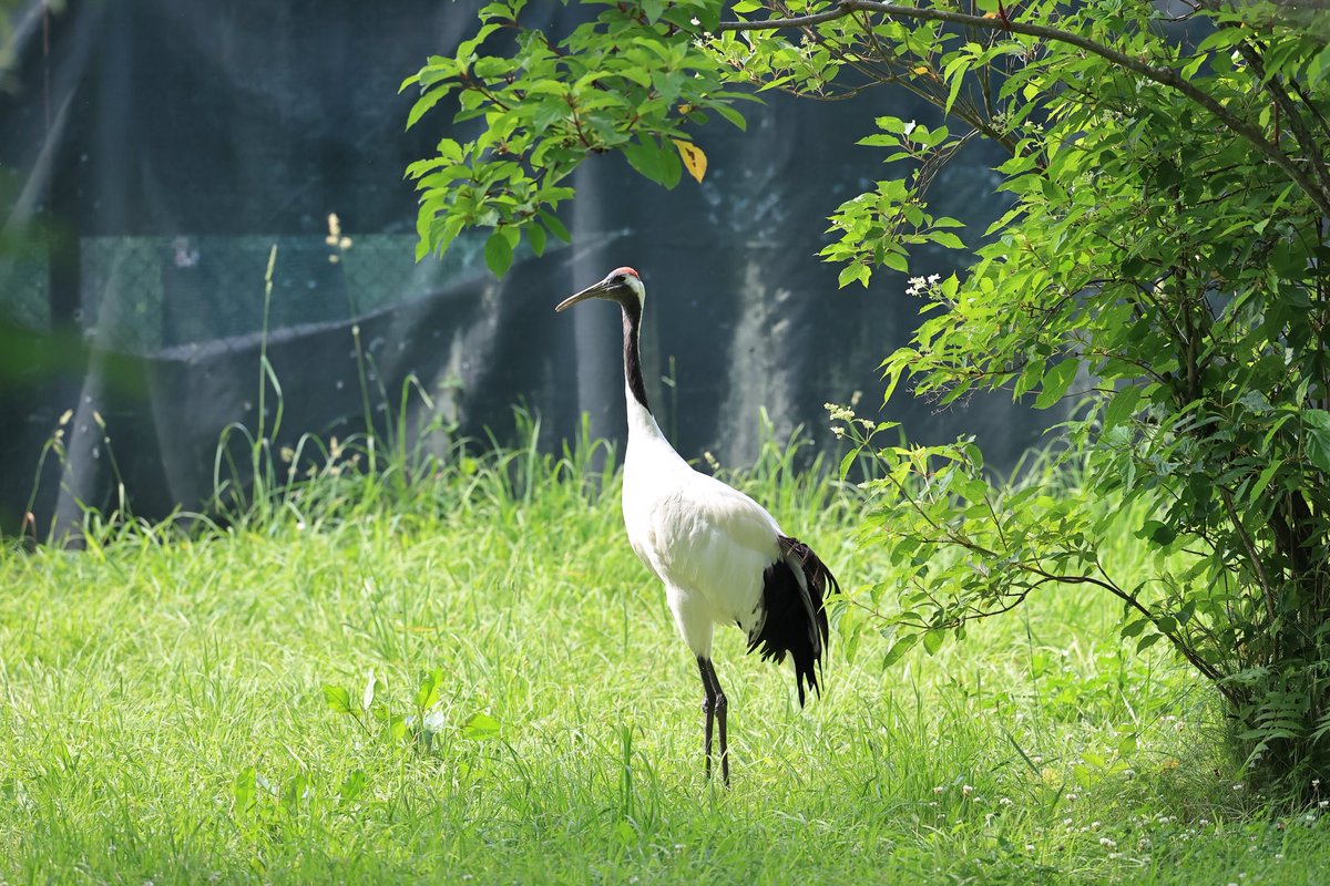 386GT's tweet photo. 今日は早朝お散歩をやめて、阿寒国際ツルセンターに。
25℃近くまで気温上がって、ダニ対策ウェアでは暑かった。
シマちゃんは不在、、、
ベニマシコさんとセグロセキレイがお初の仲間入り〜❗️ https://t.co/NE8zuCQfKX