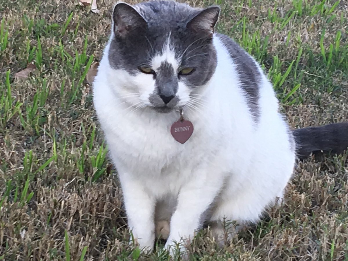 SharyleRoberts's tweet photo. @KhanSaba1278 Bunny, Pandora and Papaw Curly said all color of kitties are welcome 💙😻💙 https://t.co/6qXFo0yKBc