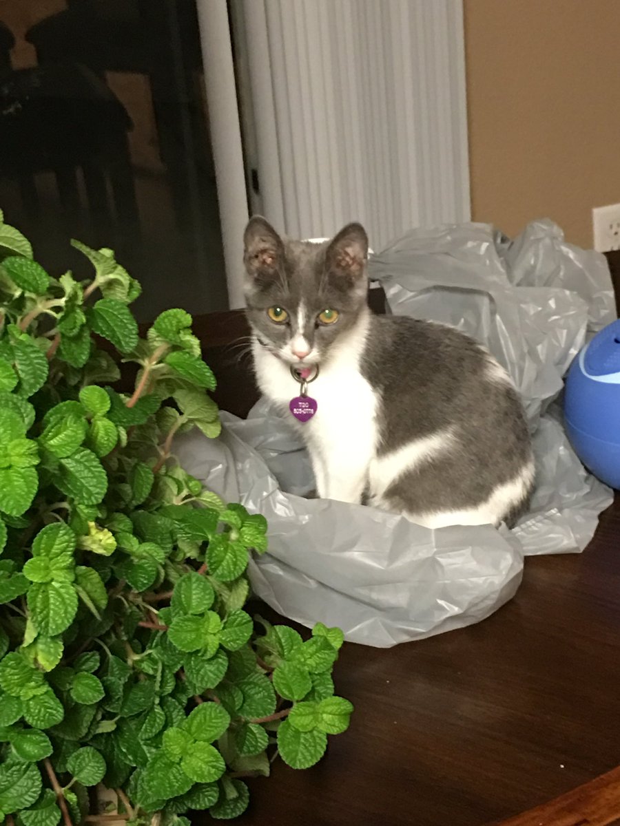 SharyleRoberts's tweet photo. @KhanSaba1278 Bunny, Pandora and Papaw Curly said all color of kitties are welcome 💙😻💙 https://t.co/6qXFo0yKBc