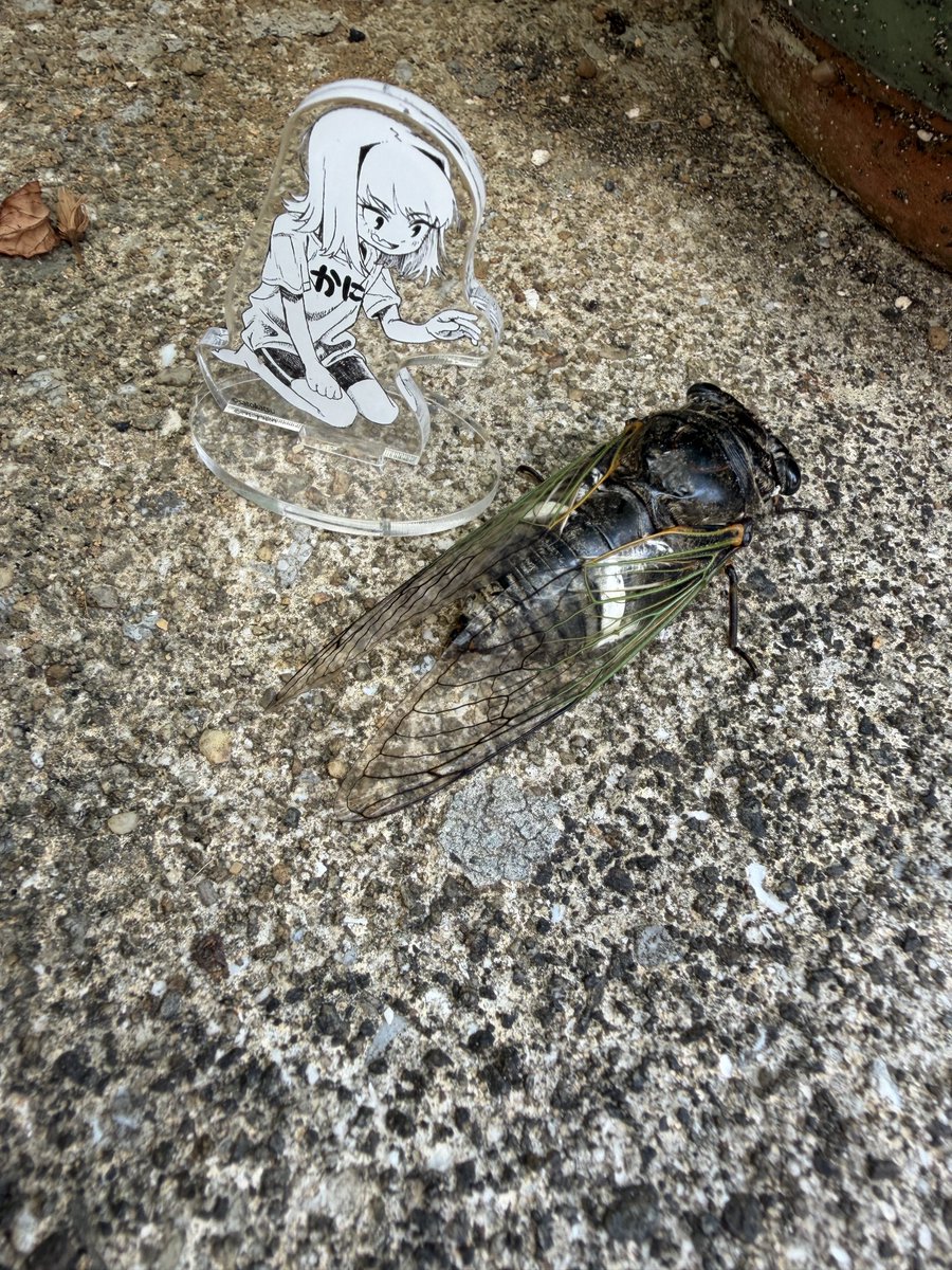 satokatu031 🦀ちゃんとやってみました。最後は蝉ですが。