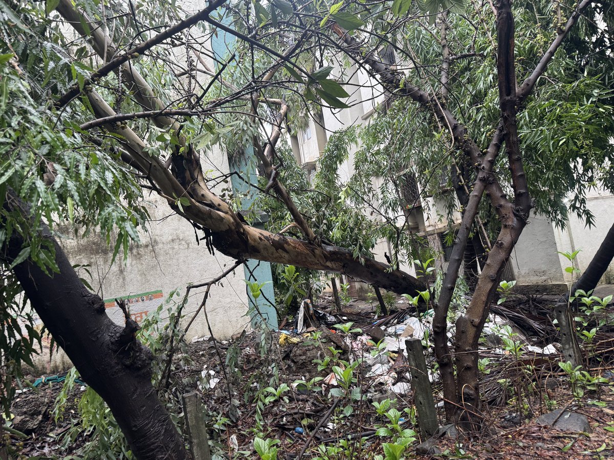 20kunall's tweet photo. @mybmc had made a complaint so that no human or animals get hurt on their head while crossing from one street to another in humanity favour while going for a morning walk at 1916 for a big tree fallen down got fast response from r south ward  incharge number  +91 97687 49457  so that bmc ppl can responsible cut it with proper procedure and i specially told that incharge plz see that their is colony people are living so while cutting please take care of hathway internet wire for children and people doing study or office work,i told plz take care of der building flood lights so they dont get off and at night any crime take place with der belonging and the women,also please take care of der cctv cameras installed  but see what has happened they messed up everything of the 4 standing societies and now they are looking for person who had raised a complaint so unprofessional work and on top of that they have left each left over cut tress branch their itself so that if some one is walking or children are playing they get blood hurt ..#Mumbaikars