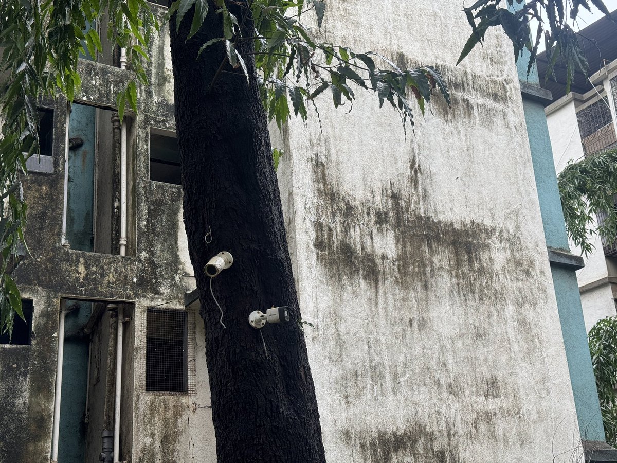 20kunall's tweet photo. @mybmc had made a complaint so that no human or animals get hurt on their head while crossing from one street to another in humanity favour while going for a morning walk at 1916 for a big tree fallen down got fast response from r south ward  incharge number  +91 97687 49457  so that bmc ppl can responsible cut it with proper procedure and i specially told that incharge plz see that their is colony people are living so while cutting please take care of hathway internet wire for children and people doing study or office work,i told plz take care of der building flood lights so they dont get off and at night any crime take place with der belonging and the women,also please take care of der cctv cameras installed  but see what has happened they messed up everything of the 4 standing societies and now they are looking for person who had raised a complaint so unprofessional work and on top of that they have left each left over cut tress branch their itself so that if some one is walking or children are playing they get blood hurt ..#Mumbaikars