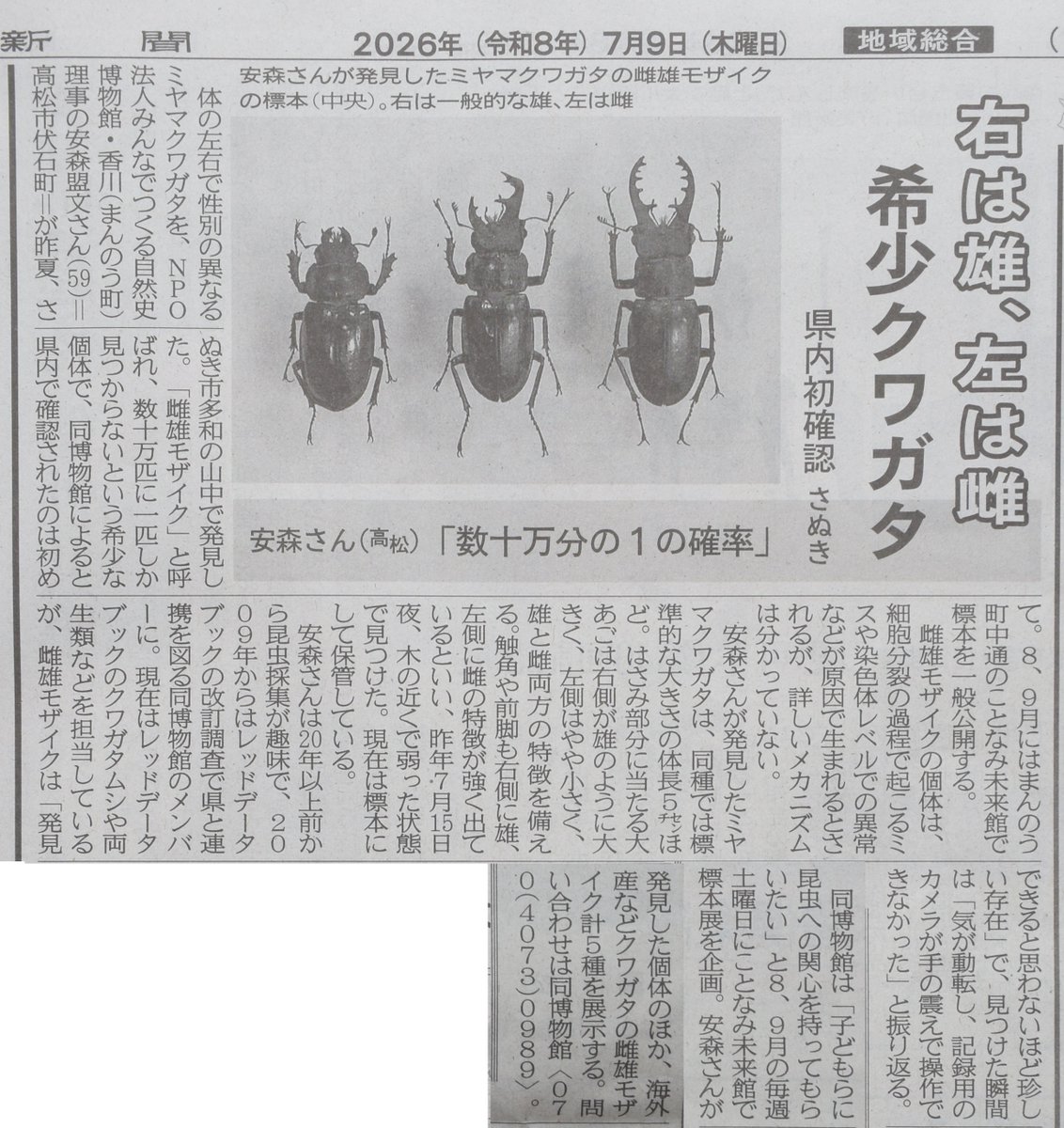 【標本】雌雄モザイク ミヤマクワガタ 当館の理事を務める安森氏が、昨夏さぬき市で発見採集した体の左右で