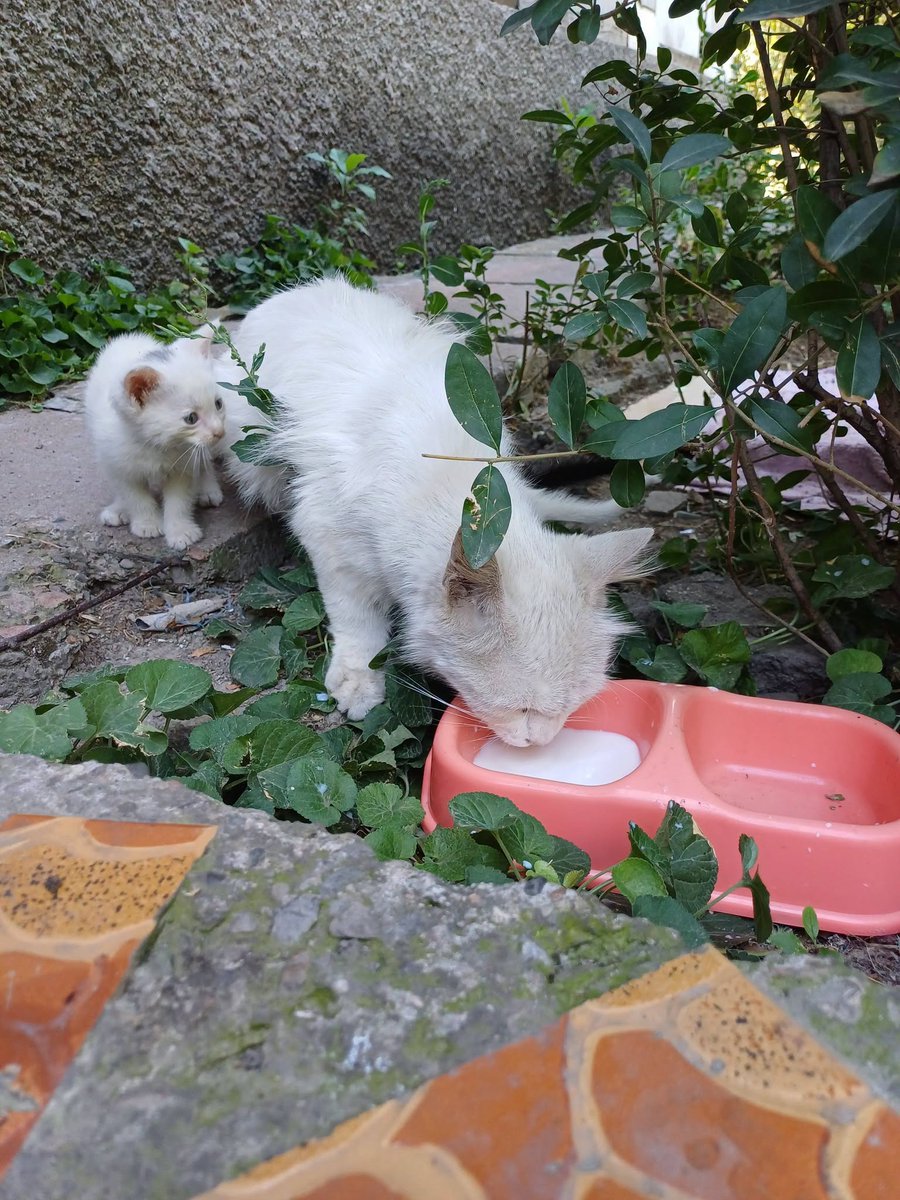 tongutay's tweet photo. Belki birinin bir kedi yavrusuna ihtiyacı vardır, çok küçük olmaları üzücü, gözlerini tedavi etmeye çalışıyorum ama sokakta kaybolacaklar, çok güzeller https://t.co/kzk8X66UN6
