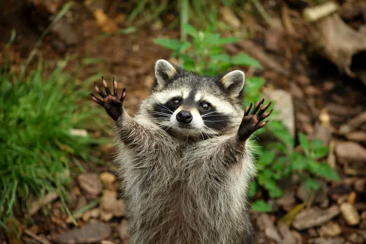 8IWaItQth0GgUCT's tweet photo. 【獣害対策】たった1日で全滅…？猪・アライグマから畑を守る対策

一生懸命、愛情を込めて育てた作物が、たった1日で全部食べられてしまった……。

そんな、思わずその場に立ち尽くし、心がポキッと折れてしまうような経験をしたことはありませんか？

「明日がいよいよ収穫！」という最高のタイミングを狙ったかのように、一瞬ですべてを荒らされてしまう悲劇。

せっかく育てた作物が獣に食べられてがっかり……という経験は、家庭菜園や農業をやっている方なら、一度は通る道かもしれません。

あまりの切なさに、続ける気力を失ってしまう方も少なくないのが現実です。

特に、無肥料栽培や自然栽培を志している方にとっては、これは本当に大きな痛手になります。

なぜ、農薬、肥料を使用していない畑は狙われやすいのか？

実は、自然の力を生かした畑ほど、野生動物にとっては「一番安全で美味しい最高級レストラン」に見えているようです。

よく「獣は匂いで農薬や化学肥料をかぎ分けているの？」と聞かれますが、科学的に識別しているわけではありません。

動物たちの驚異的な嗅覚にとって、農薬の強い揮発成分や化学肥料の臭気は、単に「鼻を刺激する不快な匂い」になります。

そのため、そうした刺激臭が一切なく、純粋な作物の甘い香りや健康な土の匂いだけが漂うような畑は、遠くからでも「ご馳走だ！！」とダイレクトに届くのです。

さらに恐ろしいのが、彼らの高い「学習能力」です。

野生動物は一度でもその畑に入り、「ここは嫌な匂いがしなくて、しかもすっごく美味しい！」と経験すると、その場所を鮮明に記憶します。

次回からは、周囲にある他の畑をすべてスルーして、お目当ての畑へ一直線に向かうようになるのです。

動物たちも生きるために必死ですが、味を覚えられてしまっては、私たちもせっかくの努力を無駄にはできません。

特に最近は、「猪（イノシシ）」や「アライグマ」の被害が全国的に増えている印象があります。

そこで今回は、私が実際に試して効果を感じた、自然の力を借りる「猪」と「アライグマ」へのリアルな対策をお伝えします。

　1. 猪（イノシシ）対策：賢い相手には「枯れ竹」で対抗！

猪対策といえば、鳥獣ネットや電気柵を設置するのが一般的です。

しかし、猪は私たちが思っている以上に力強く、そして非常に賢い動物。

ネットを力任せに破ったり、電気柵のわずかな隙間を見つけてくぐり抜けてきたりします。

そこでお金をかけずにできるおすすめの対策が、「枯れた竹の枝」です。

使い方はとてもシンプルで、作物の周囲に枯れた竹の枝を斜めに何本も刺しておくだけ。

猪は警戒心が強く、特に「目」や「鼻」に何かが触れるのを極端に嫌がります。

斜めに突き出た竹の枝が顔に当たると、嫌がってそれ以上近寄らなくなるのです。

身近にある自然の素材を使えてコストもかからない、手軽に試せるおすすめの知恵です。

　2. アライグマ対策：器用な外来種には「二重カバー」！

アライグマは、見た目の可愛らしさとは裏腹に、非常に気性が激しく何でも食べる外来種です。

畑の周りに「ドングリ入りの糞」や、人間の赤ちゃんのような「５本の指がある足跡」を見つけたら、犯人はアライグマの可能性大です。

彼らは手先がとても器用。

特にスイカなどの大きな作物を狙うときは、小さな穴を開けて中身だけをきれいにくり抜いて食べるという、憎らしいほど器用な方法で被害を出します。

アライグマ対策の基本は「トンネル支柱 ＋ 鳥獣ネット」で畑全体を覆うことですが、さらに心配な場合は徹底的な二重カバーが効果的です。

まず、スイカなどを1玉ずつ「玉ねぎネット」で丁寧に包みます。その上から、さらに畑全体を「鳥獣ネット」で覆うのです。

手先が器用なアライグマでも、この二重のガードには手が出せなくなります。

「自然の力を借りる工夫をして一歩ずつ」

野生動物たちとの知恵比べに終わりはありません。

「これさえやれば100%安心」という完璧な対策を見つけるのは難しいのが現実です。

だからこそ、相手に「一度も味を覚えさせない初期の工夫」が何より重要になってきます。

ガチガチの文明の力だけでシャットアウトしようとするのではなく、「自然の力を借りる工夫」を重ねていくことで、お互いの境界線を引き、少しずつ被害を減らしていくことができます。

大切な作物を守り、実りの喜びを味わうために、ぜひ皆さんの畑でも参考にしてみてください。

#種と土の奇跡 #無肥料栽培 #自家採種 #自然栽培 #石井ピュアファーム #未来の食卓