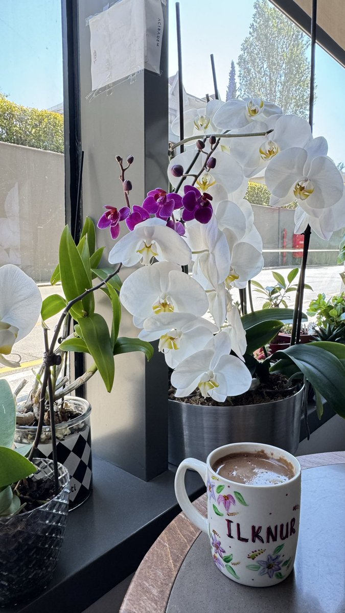 cuore_blu_'s tweet photo. buenos dias 🌸 https://t.co/reoroYFbMa