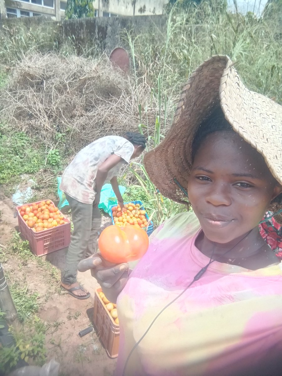 grace_orji73673's tweet photo. If you go into farming with the mindset that it is a quick way to make money, you may give up before the money ever comes.

There has to be something driving you beyond profit.

Because there will be seasons when prices crash. There will be times when pests attack. There will be days when the weather doesn't favour you.

Real farmers don't disappear because one season went badly.

They learn, adjust, plant again, and keep going.

The profit is important, but it shouldn't be the only reason you're on the farm.

What keeps you going when farming gets tough?