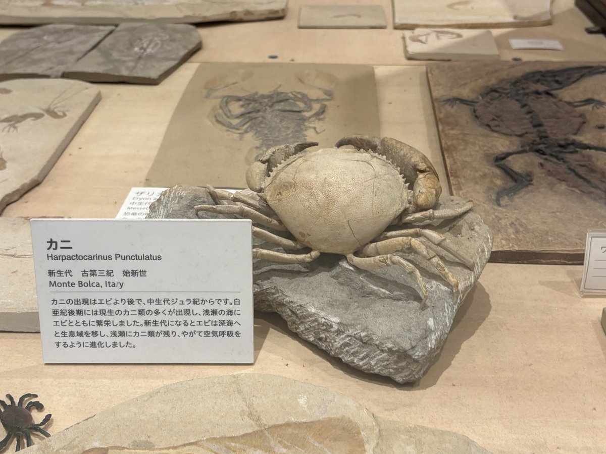 ぽん（感謝）/5 Post by ポン on X: 🦀
