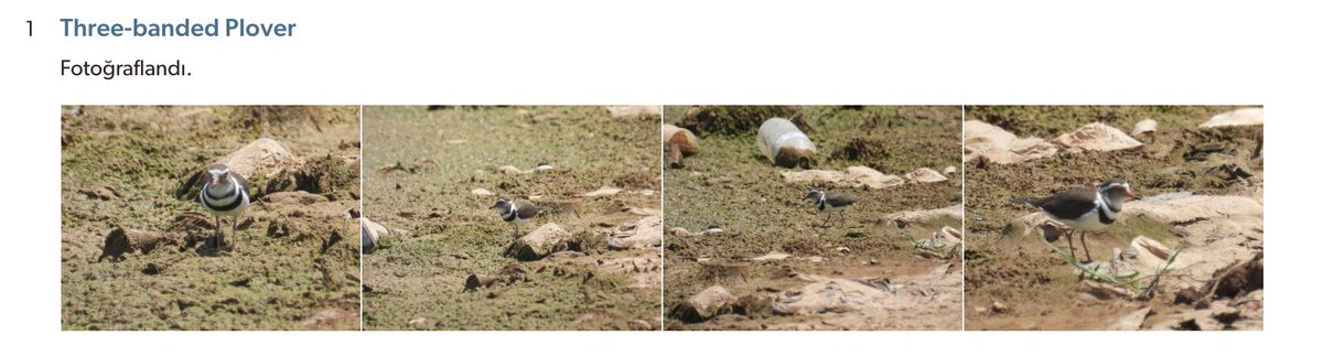 birddetectiveTR's tweet photo. BÜYÜK HABER: Hatay'dan Türkiye'nin 3. Takkeli Cılıbıt kaydı! Neler oluyor? Bu yıl Türkiye'nin ilk Takkeli Cılıbıt kaydı Milleyha Kuş Cenneti'nden geldi. Ardından ikinci kayıt Gaziantep Hancağız Barajı'ndan geldi. Şimdi ise bu Afrika türü, Hatay'ın bir başka önemli kuş alanı olan Amik Baraj Gölü'nde gözlendi. https://t.co/JnTLOGAraa
Bir yıl içerisinde üç farklı noktada ve büyük olasılıkla üç farklı birey... Acaba bu durum bir tesadüften mi ibaret? Yoksa bu kuşlar bilinen dağılış alanlarının ötesinde yeni yaşam alanları mı arıyor? Belki de bugüne kadar fark edilmemiş bir dağılış örüntüsünün ilk işaretlerine tanıklık ediyoruz. Bunu ancak zaman ve yeni gözlemler gösterecek. Ancak kesin olan bir şey var ki, bu gelişme Türkiye kuş gözlemciliğinin son yıllardaki en heyecan verici hikâyelerinden biri hâline geliyor. Dikkatli gözlemleri için Murat Akkaya ve Rojbin Yağmur Akkaya'yı gönülden kutluyorum. Türkiye Nadir Kuşlar Komitesi olarak kaydı değerlendirdikten sonra arşivimize alacağız.