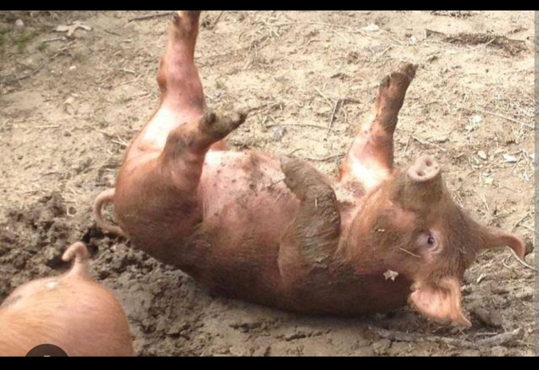 DochulaPass's tweet photo. @SanaJournalist1 Pigs and Rodents also grow very fast, multiply biologically and they survive in gutter so can we say Gutter is the fastest growing environment in the world for pigs rodents to multiply https://t.co/4ZAFHbEizS
