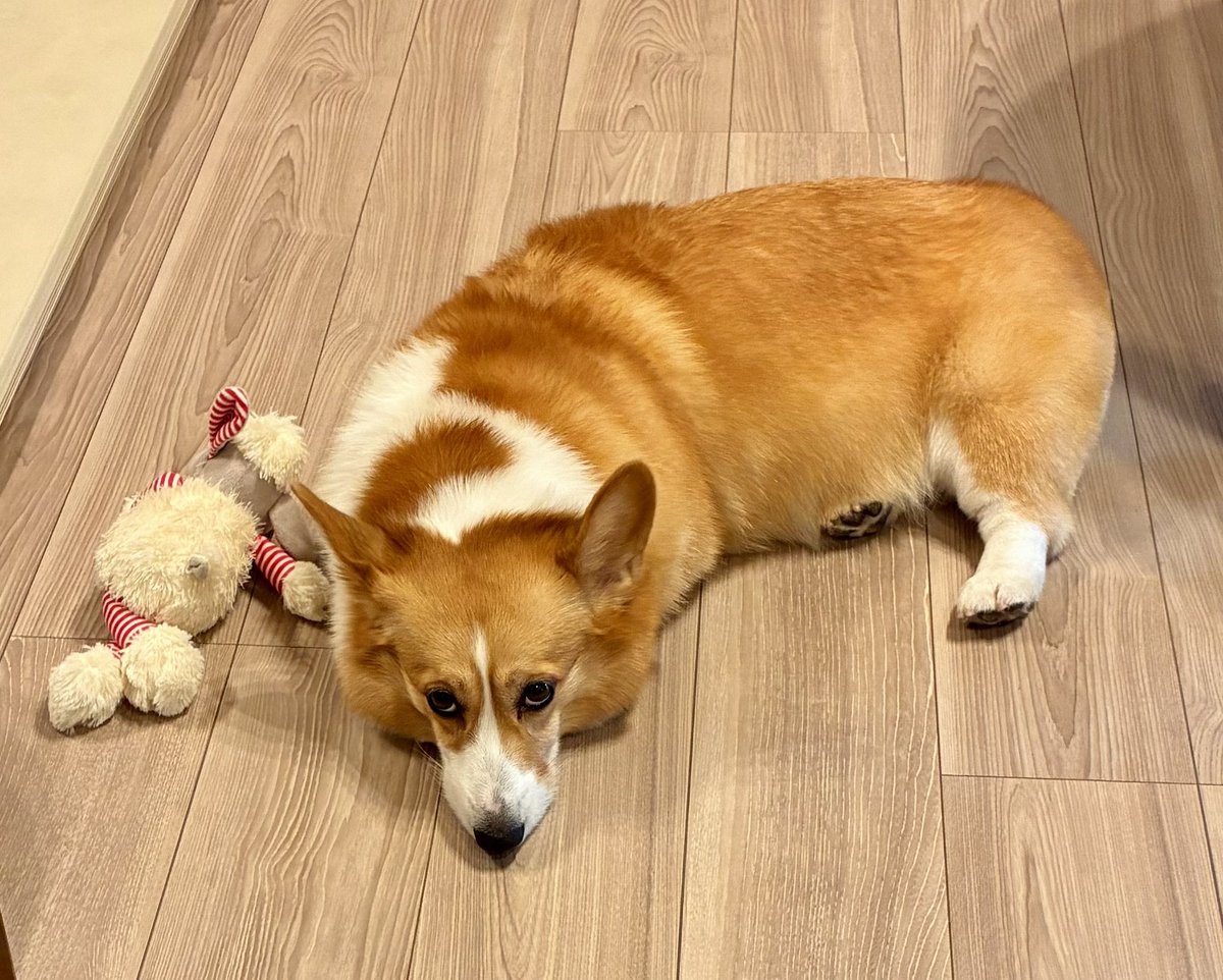 じとー目コギ！👀🍞🐶🫩 #コーギー #コーギーのいる暮らし