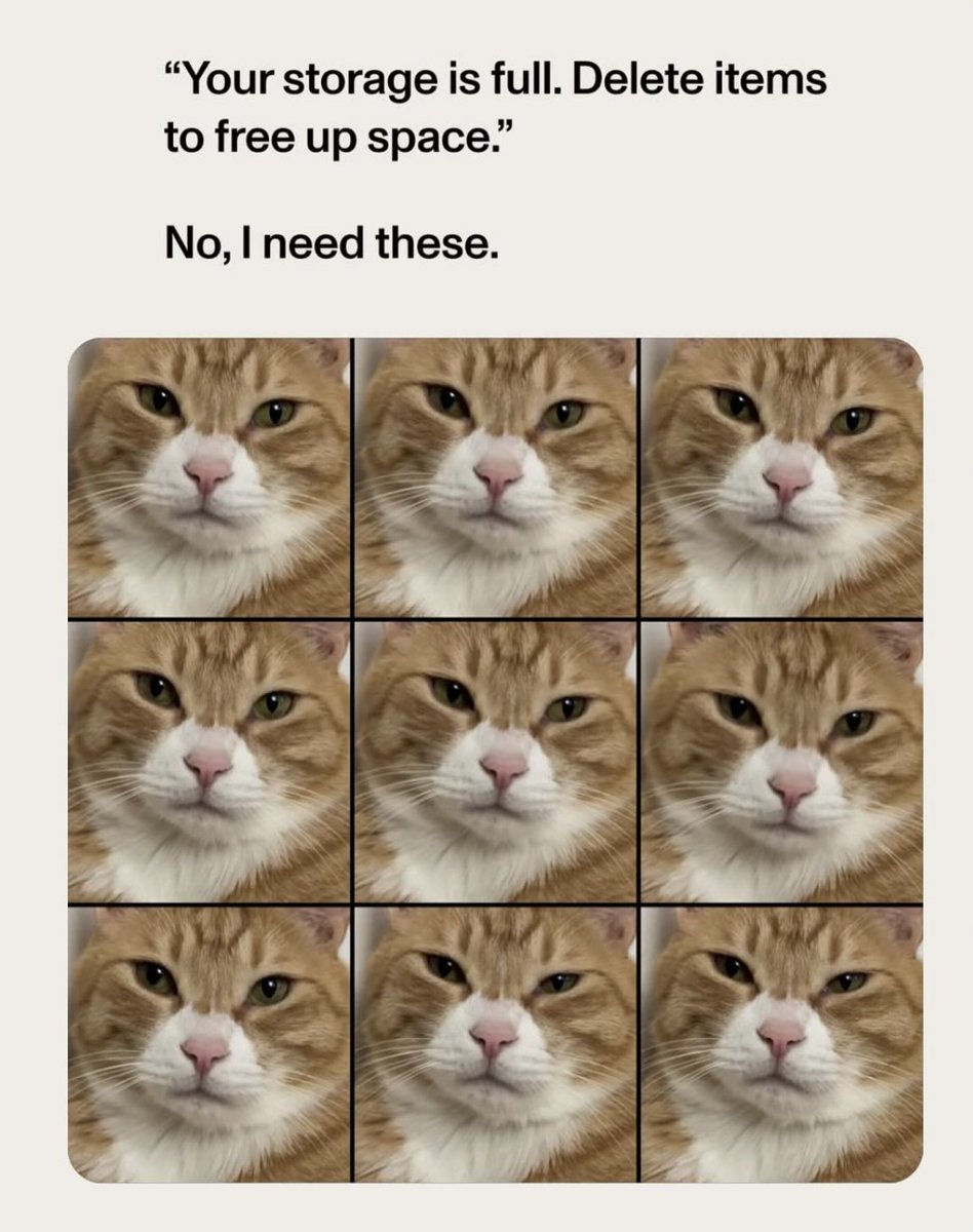 cats with powerful aura tweet media