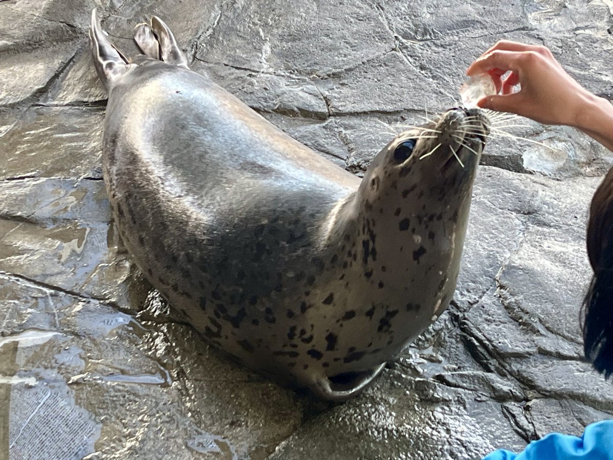 しぶちゃん補給🧊🧘 2026.6 #しながわ水族館