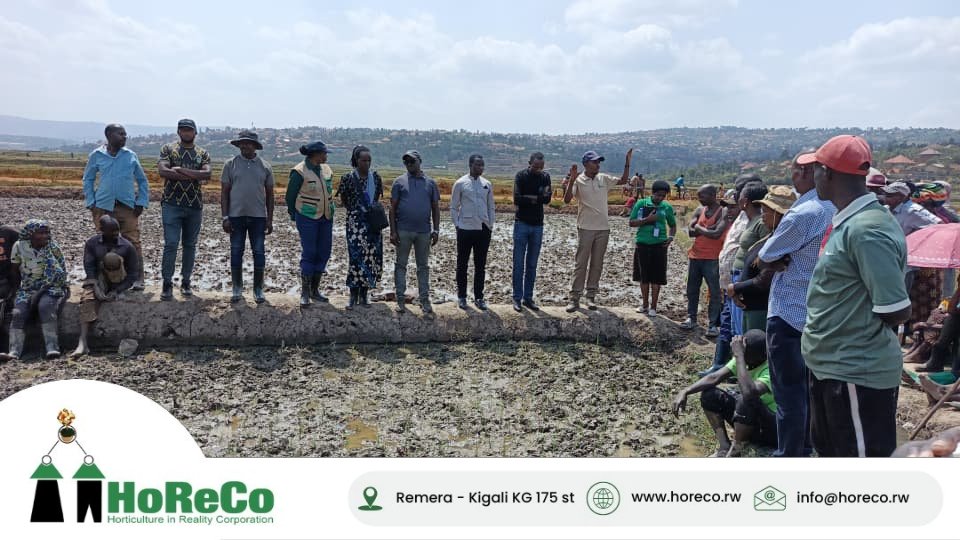 HoReCo_Rw's tweet photo. Happened yesterday: On 08 July 2026, the 2027A agricultural season was officially launched at COMSS Cooperative in @KicukiroDistr, managed daily by HoReCo agronomists.

HoReCo Senior Agronomist in charge of the Northern Province and City of Kigali, @nickema77 , engaged with farmers, encouraging them to continue timely planting, apply good farming practices, and increase productivity. Farmers were also sensitized on the role of #FOBASI and the Rugende irrigation scheme in supporting sustainable farming.