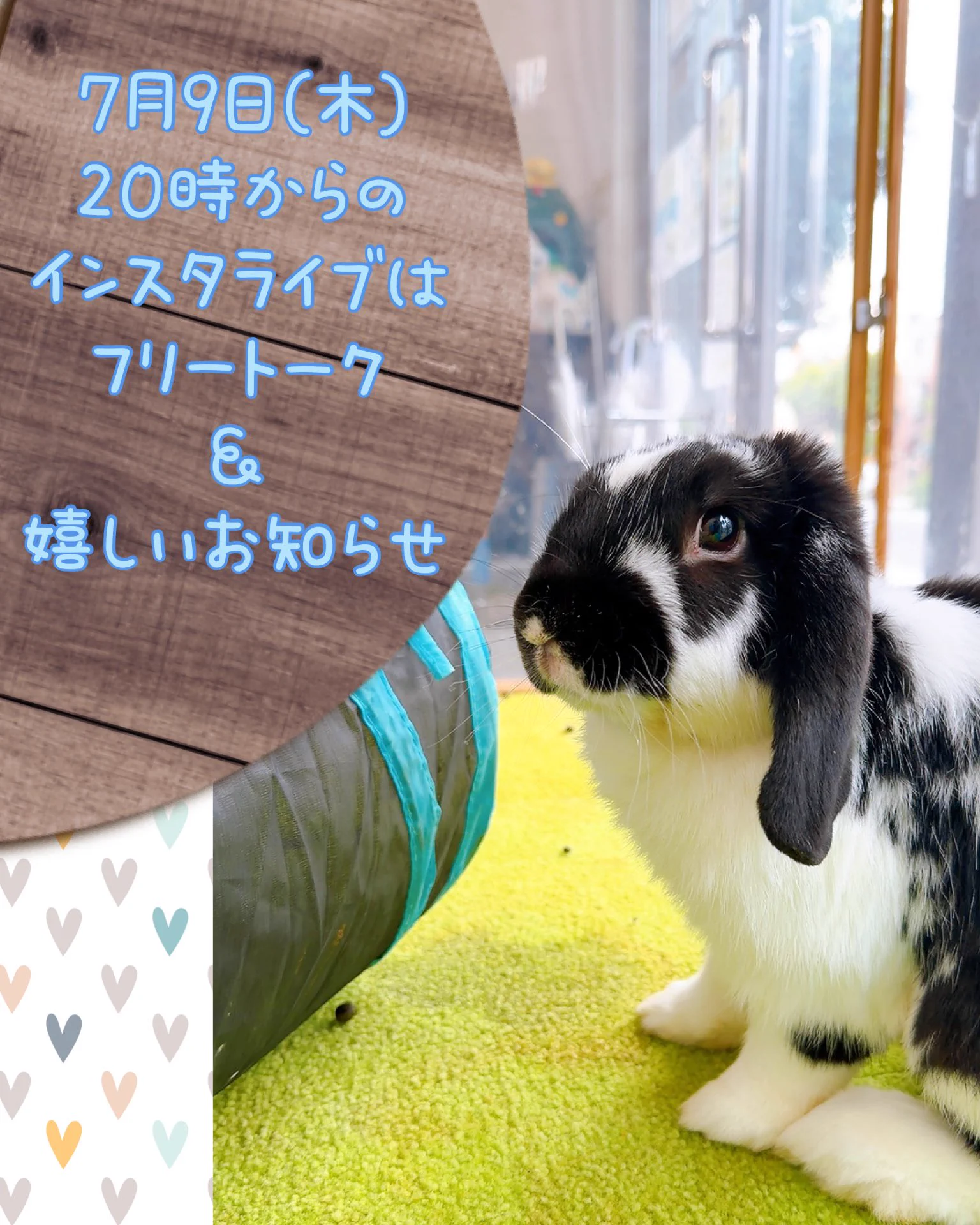 横須賀のうさぎ専門店ラビットハウスサニー on X: 