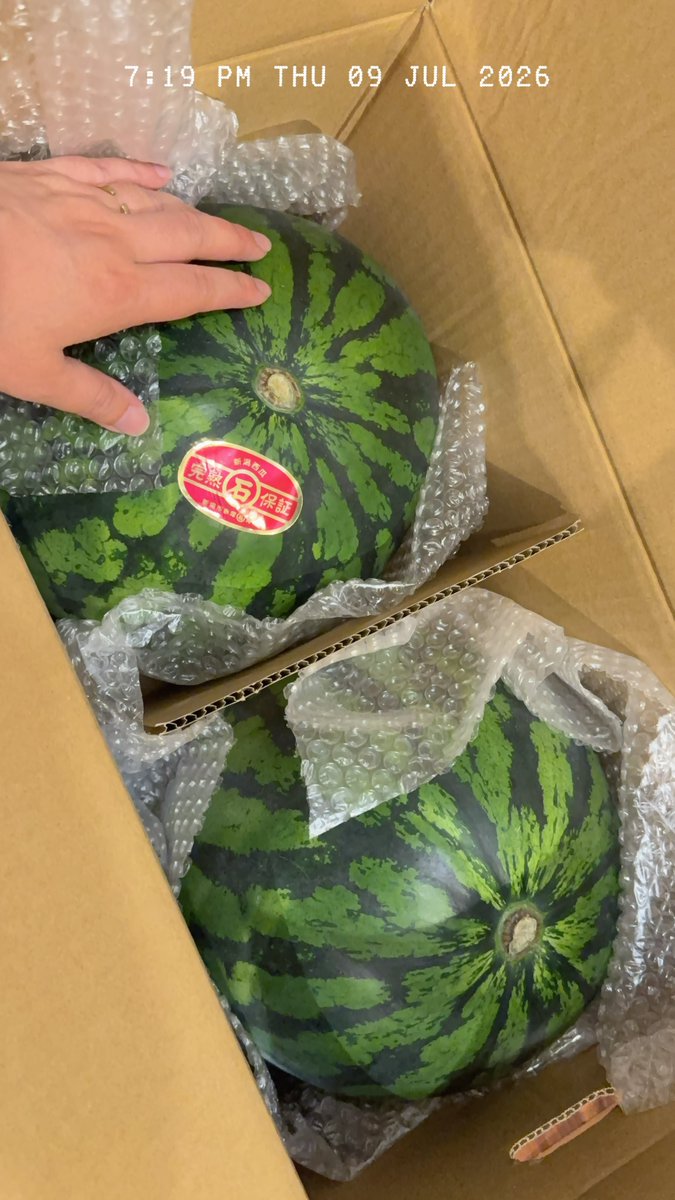 berialintegra's tweet photo. 頂き物のでっけースイカ🍉
消費に気合いが必要…！ https://t.co/pcchnudKU8