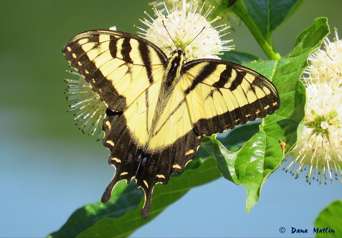 dana_mnyc's tweet photo. Eastern Tiger Swallowtail at the Harlem Meer in Central Park. #birdcpp https://t.co/e9ectaug45