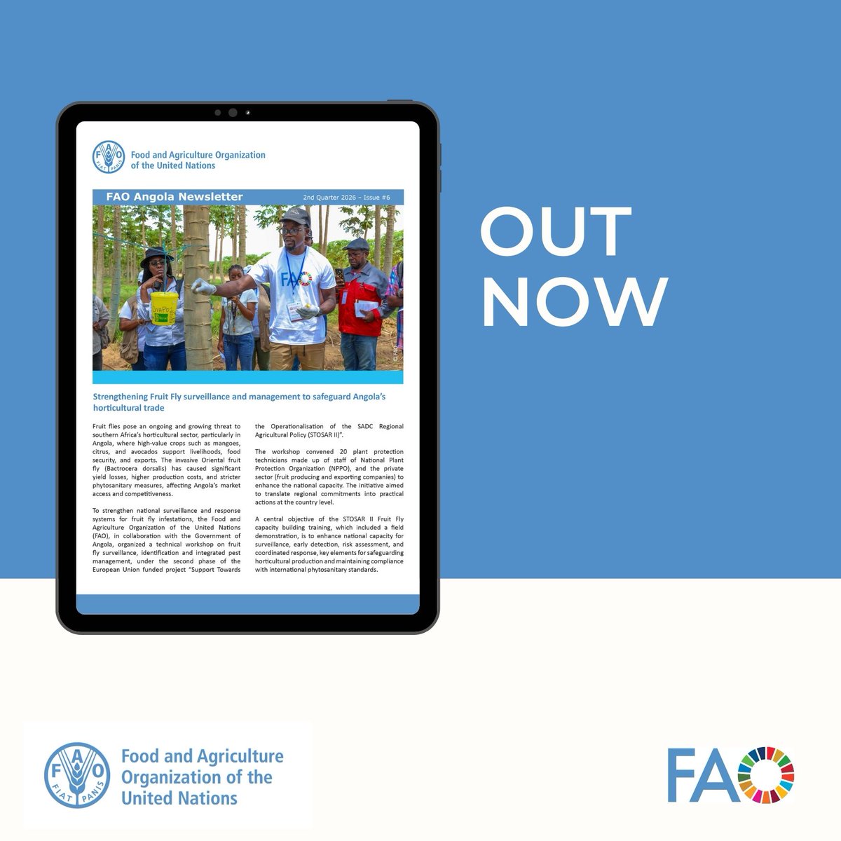 FAOAngola's tweet photo. 📘FAO Angola Newsletter Latest Edition

This edition highlights how FAO and the Government of Angola are strengthening agrifood systems through innovation, gender equality, climate-smart agriculture and strategic partnerships.

🔗Read the full newsletter: https://t.co/YyPtnGfTbX https://t.co/Cc79Cx5mCO