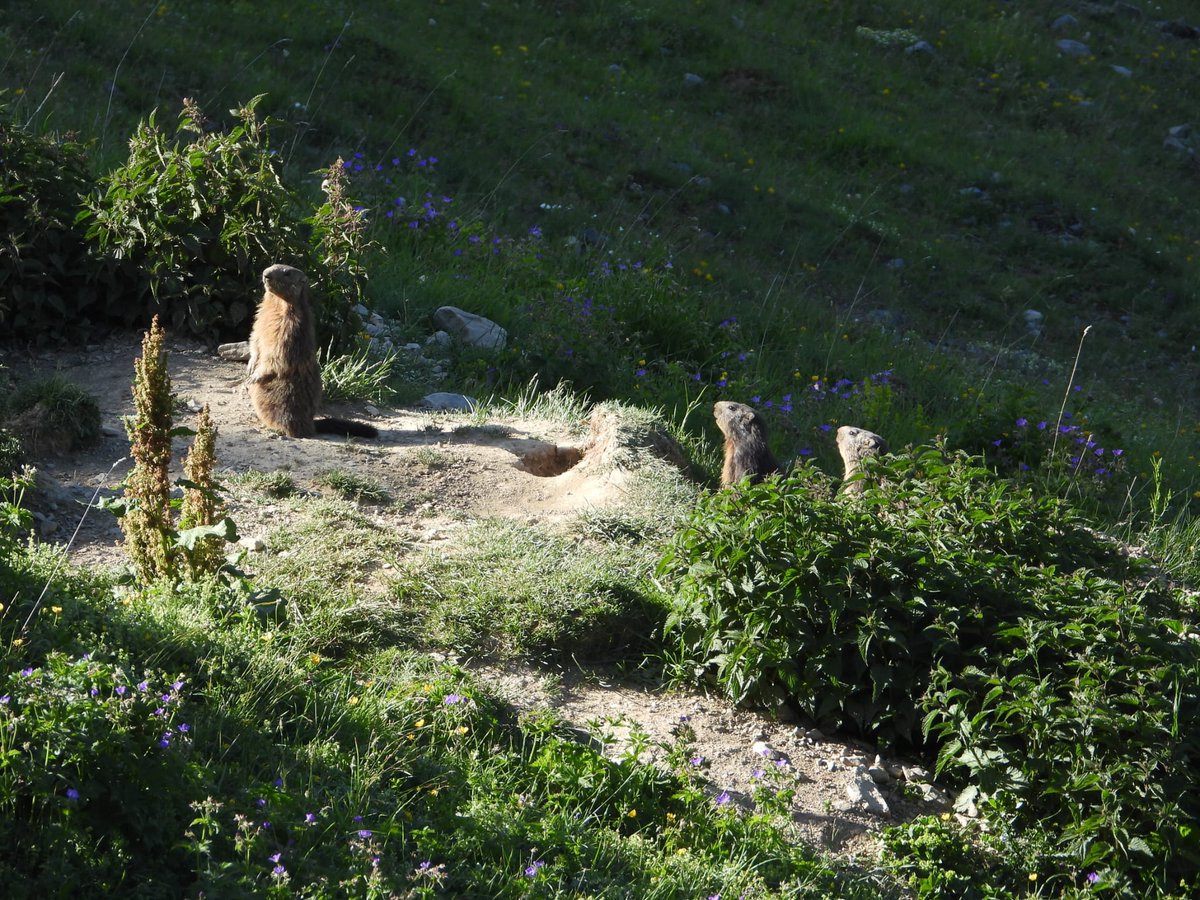 chasse38's tweet photo. Combien de #marmottes vivent à l'Alpe du Grand Serre ? Du 15 juin au 2 juillet, la FDCI a testé un nouveau protocole de #comptage développé par le @CNRS, dans le cadre d’un programme régional, coordonné par la FRC AURA et soutenu par l’#éconcontribution.
📊 184 contacts visuels https://t.co/TDaVaMHwFw