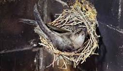 EnviroconJo's tweet photo. STOP PRESS. Pls R/T. Some good news. I've just spoken to owner of John Flowers Roofing who is very upset about situation. He is doing investigations to see which subcontractor was involved in destroying #swift nests. His co. has strict rules about this which someone has ignored. https://t.co/cLzIe6wYDG