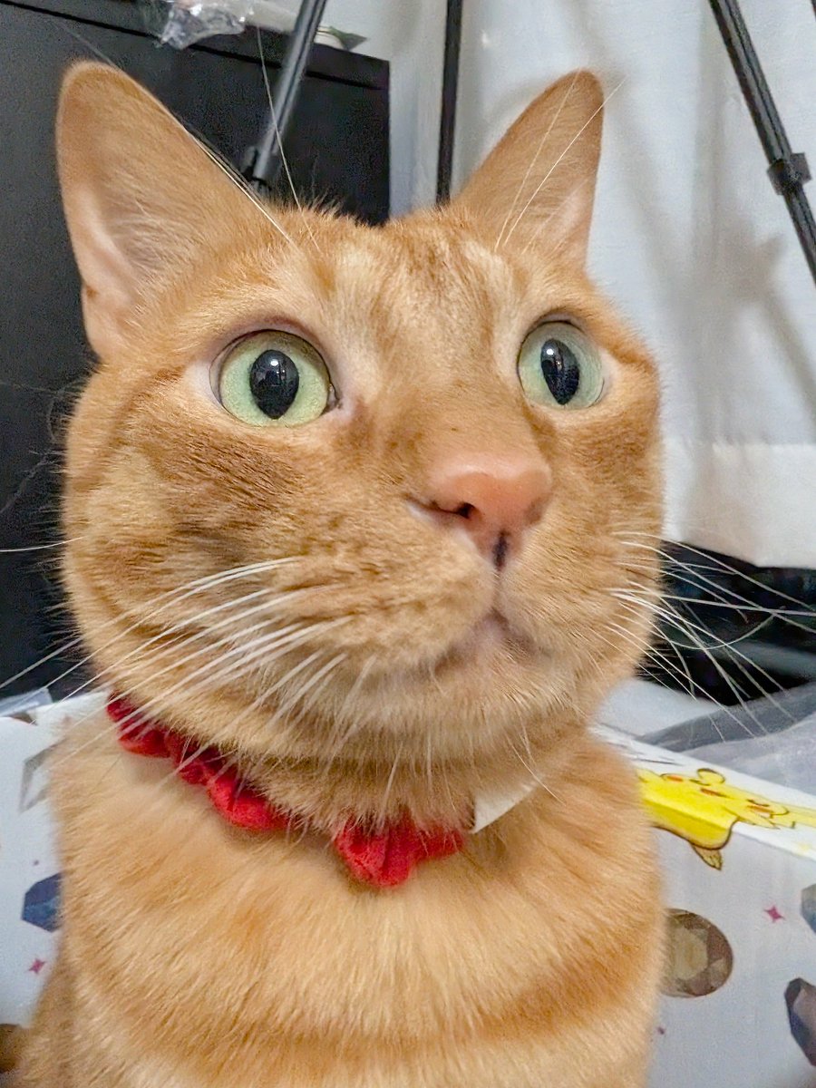 ryogomatsumaru's tweet photo. 猫を撮るときズーム倍率をミスるとこうなります

←1.0倍　　　　　　0.5倍→ https://t.co/T0yySj9x8l