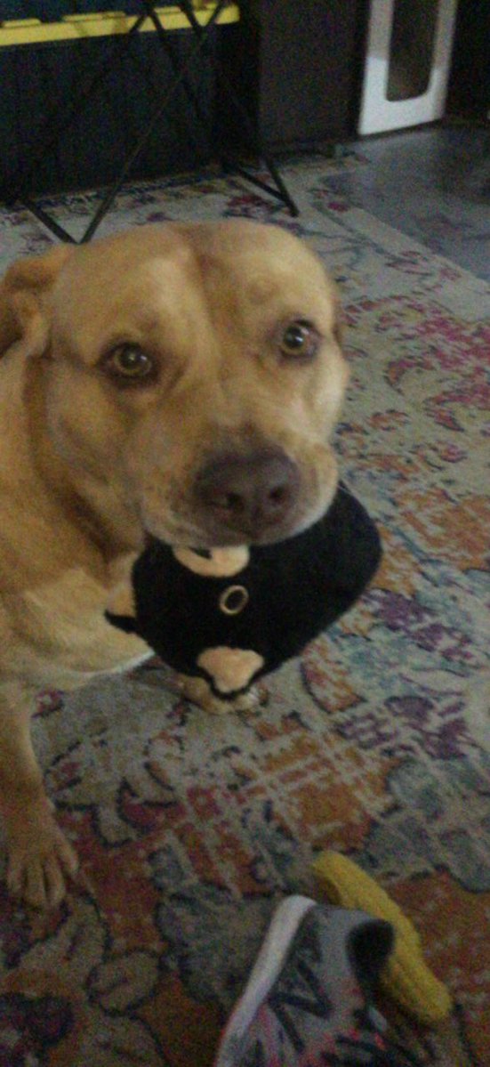 TwinktimusPrime's tweet photo. Marina animal hospital let it be known due to your negligence of your staff you killed my dog Romy, and I hope you know that I will not rest until I feel that you are left nothing but stripped of your reputation and your clinic gone YOU KILLED MY BABY GIRL https://t.co/GVxRO0gY3i