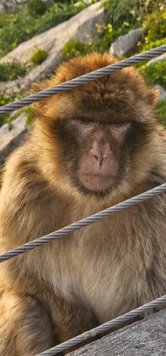 keytoursgib's tweet photo. I think someone has just told him there's going to be another by-election in Clackton.

Now don't be a misery guts like him and explore the rock with us!

#visitgibraltar #gibraltar #clackton https://t.co/XWVtkSCLJJ