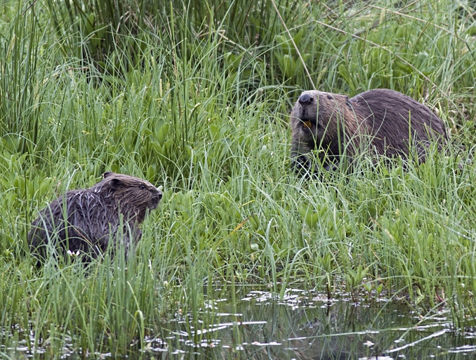 RedHotWorld's tweet photo. A $1.2M Czech wetland project spent 7 years stalled in bureaucratic limbo.

Then 8 beavers built the entire thing themselves - dams, ponds, canals - in the exact spot engineers had planned, using only wood, mud and stone. For free.

So officials cancelled the human version. https://t.co/8G2KAFpGtA