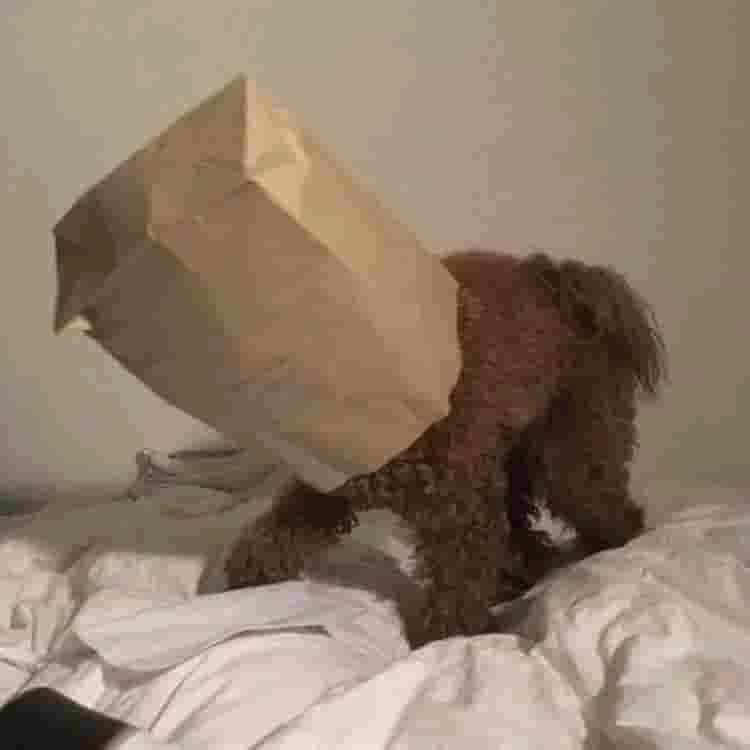 BeyzaSamit61704's tweet photo. My group chat is pure chaos rn. Half screaming at upsets, half crying over busted brackets. Peak March 💦 🍀 https://t.co/3SNvr1PNoO